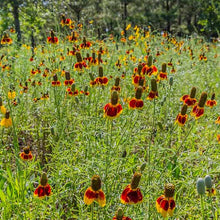 Load image into Gallery viewer, Mexican Hat Flower Seeds
