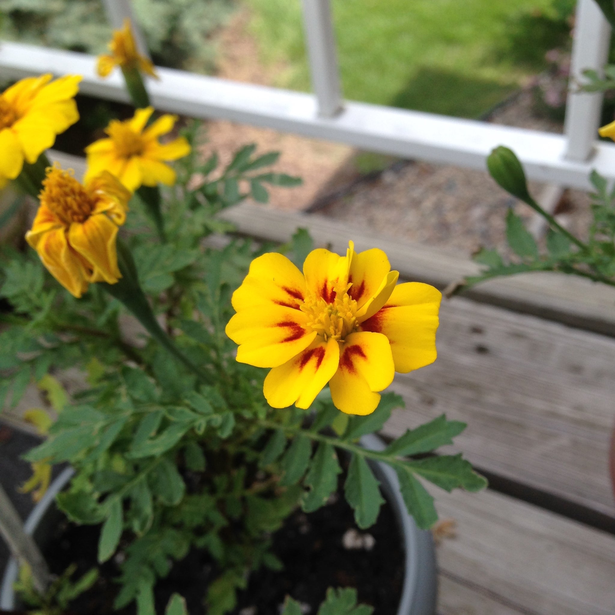 jaguar marigold seeds Jaguar French Marigold Flower Seeds