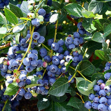 Load image into Gallery viewer, Organic Blueberry Bush Plant Seeds
