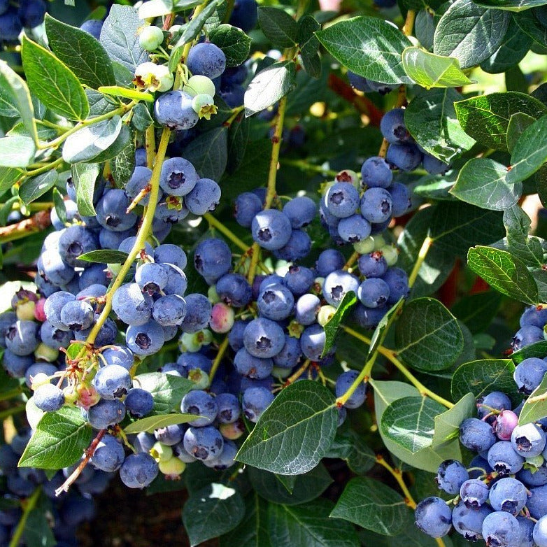 Organic Blueberry Bush Plant Seeds