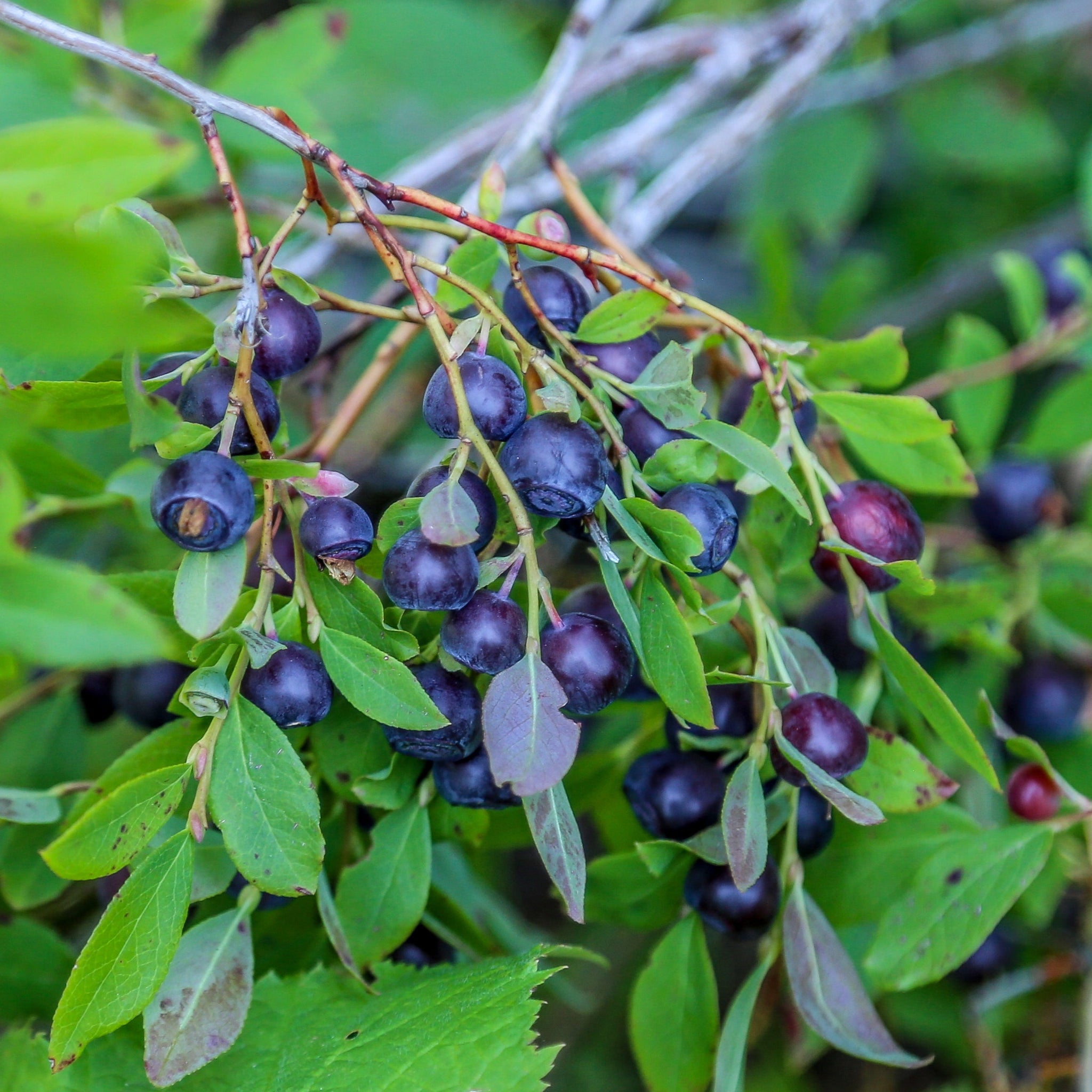 planting huckleberry seeds Organic Big Huckleberry Plant Seeds