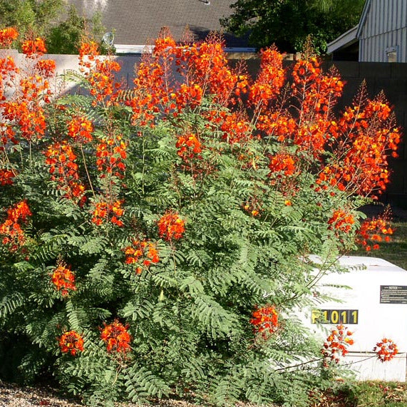 planting mexican bird of paradise seeds Pride of Barbados/Mexican Red Bird of Paradise Plant Seeds – SEEDTOPIA