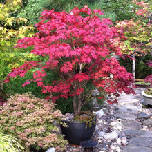 Load image into Gallery viewer, Bloodgood Japanese Maple Tree (Acer Palmatum &#39;Bloodgood&#39;) Seeds
