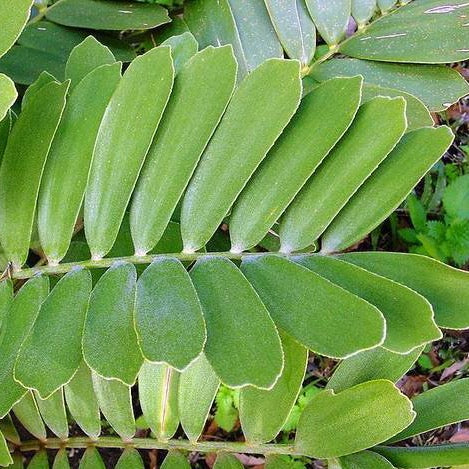 cardboard plant seeds Cardboard Palm (Zamia) Seeds