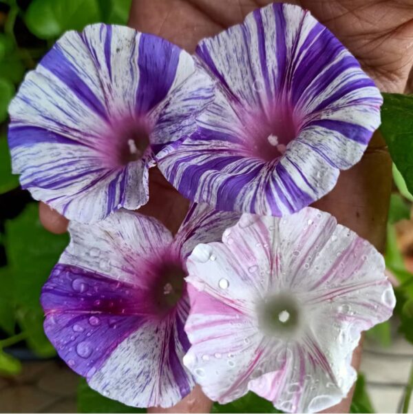 Carnival of Venice Morning Glory Plant Seeds – SEEDTOPIA