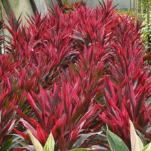 Load image into Gallery viewer, Chili Pepper Cordyline Ti Plant Seeds
