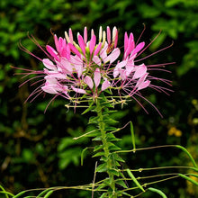 Load image into Gallery viewer, Cleome Spider Flower Seeds
