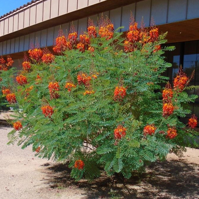 pride of barbados flower seeds Pride of Barbados/Mexican Red Bird of Paradise Plant Seeds – SEEDTOPIA