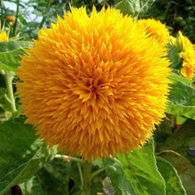 Load image into Gallery viewer, Dwarf Teddy Bear Sunflower Plant Seeds
