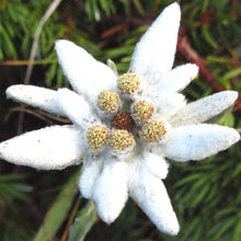 Load image into Gallery viewer, Edelweiss Flower Seeds
