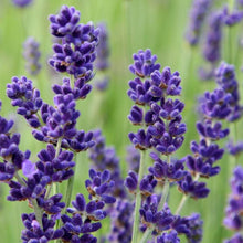 Load image into Gallery viewer, English Lavender Ornamental Groundcover Plant Seeds
