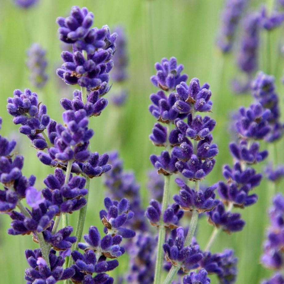 imperial gem lavender plants English Lavender Ornamental Groundcover Plant Seeds – SEEDTOPIA