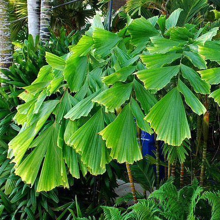 Fishtail Palm Tree Seeds – SEEDTOPIA
