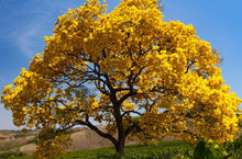 Load image into Gallery viewer, Golden Trumpet Tabebuia Tree Seeds
