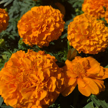 Load image into Gallery viewer, Crackerjack French Marigold Flower Seeds

