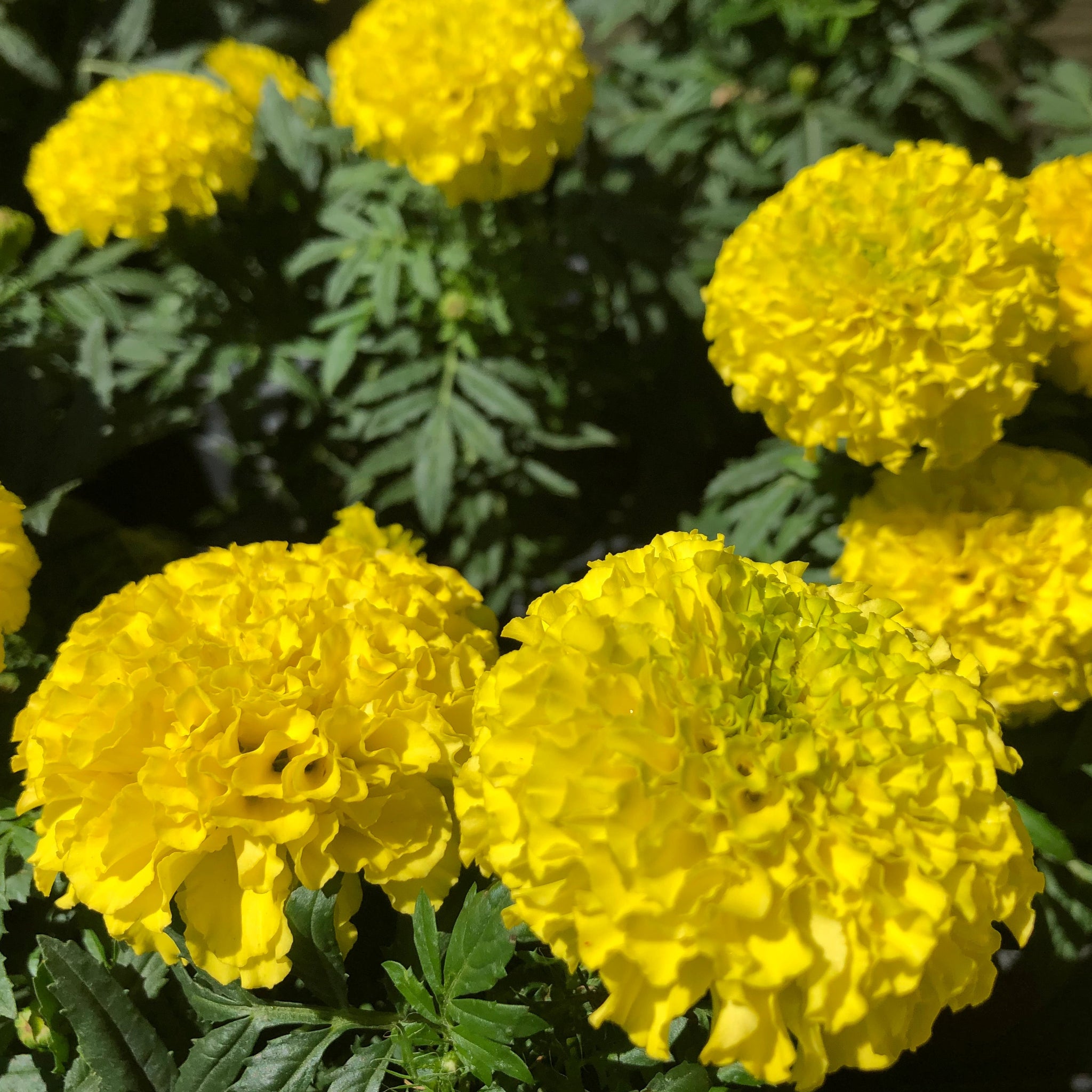 Petite Yellow French Marigold Flower Seeds – SEEDTOPIA