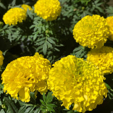 Load image into Gallery viewer, Petite Yellow French Marigold Flower Seeds
