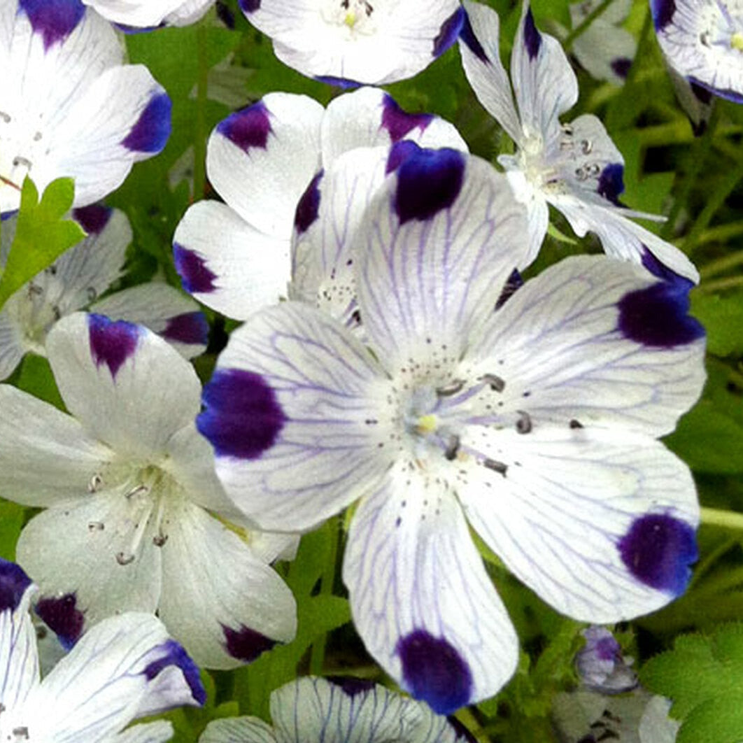 5boro flower seed Five Spot Flower Seeds – SEEDTOPIA