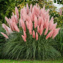 Load image into Gallery viewer, Pampas Ornamental Grass Seeds (Pink)
