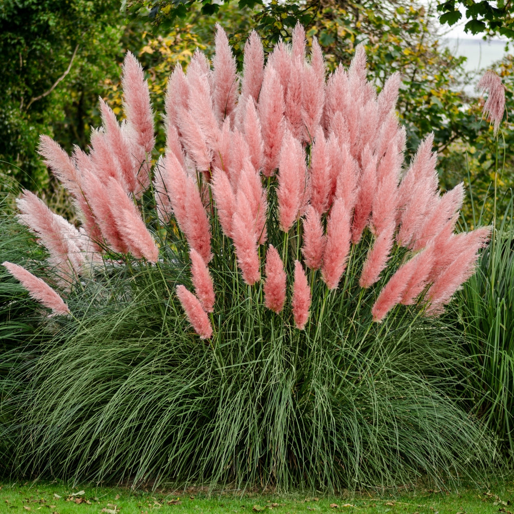 Pampas Ornamental Grass Seeds (Pink)