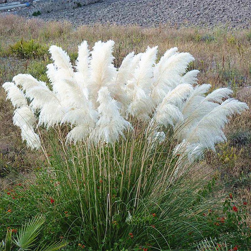 Pampas Ornamental Grass Seeds (White)