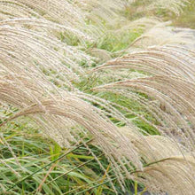 Load image into Gallery viewer, Ornamental Silver Grass Seeds
