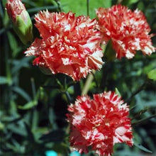 Load image into Gallery viewer, Carnation &quot;Chabaud Avranchin&quot; Flower Seeds
