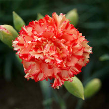 Load image into Gallery viewer, Carnation &quot;Chabaud Avranchin&quot; Flower Seeds
