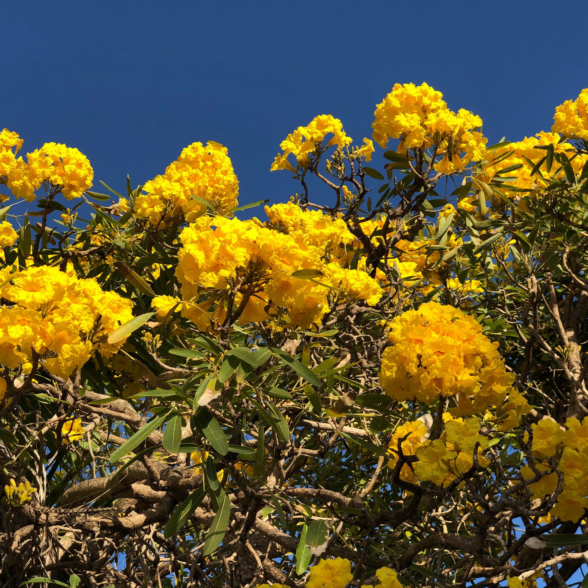 TABEBUIA caraiba exotic yellow trumpet golden tree ornamental gold seed 50  seeds