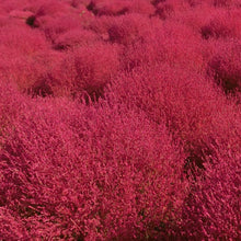 Load image into Gallery viewer, Kochia Burning Ornamental Grass Seeds
