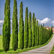 Load image into Gallery viewer, Italian Cypress Tree Seeds
