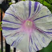 Load image into Gallery viewer, Carnival of Venice Morning Glory Plant Seeds
