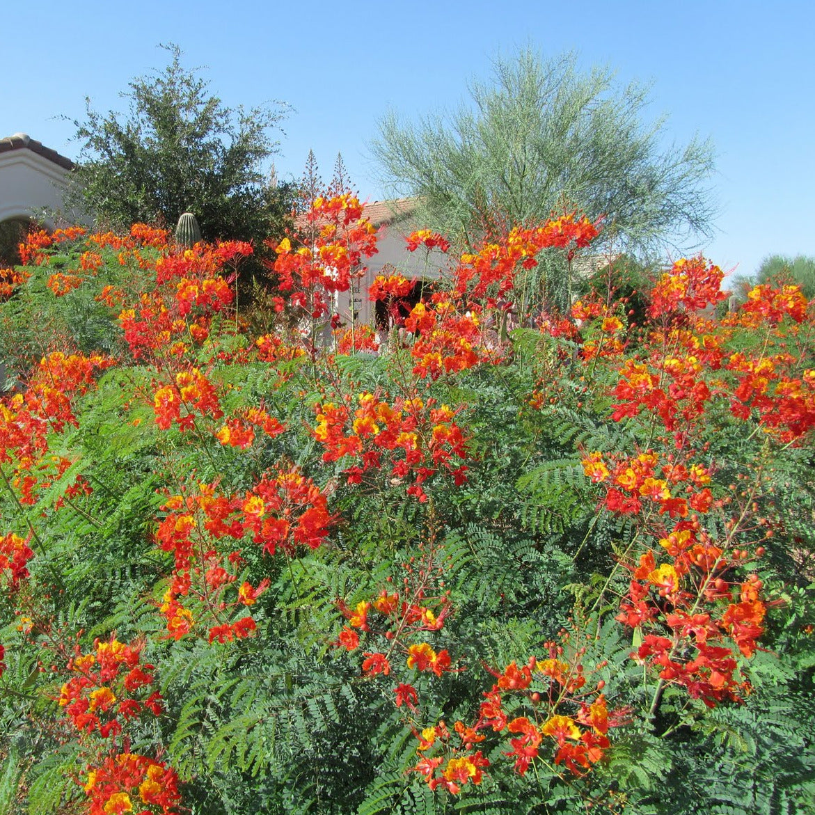 red bird of paradise plant from seed Pride of Barbados/Mexican Red Bird of Paradise Plant Seeds