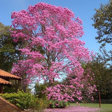 Load image into Gallery viewer, Pink Trumpet Tabebuia Tree Seeds
