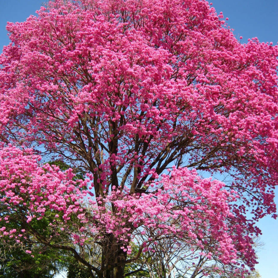 Pink Trumpet Tabebuia Tree Seeds