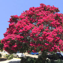 Load image into Gallery viewer, Crepe Myrtle Tree Seeds (Fuchsia)
