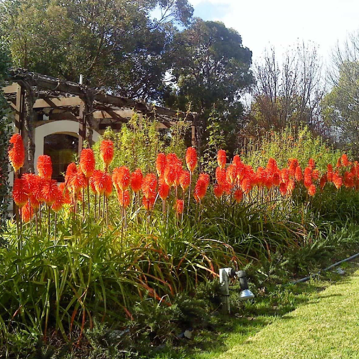 poker plant seeds Red Hot Poker Ornamental Grass Seeds – SEEDTOPIA