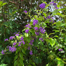 Load image into Gallery viewer, Sapphire Shower Duranta Plant Seeds
