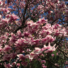 Load image into Gallery viewer, Saucer Magnolia Tree Seeds

