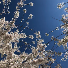 Load image into Gallery viewer, Japanese Flowering Cherry Tree Seeds
