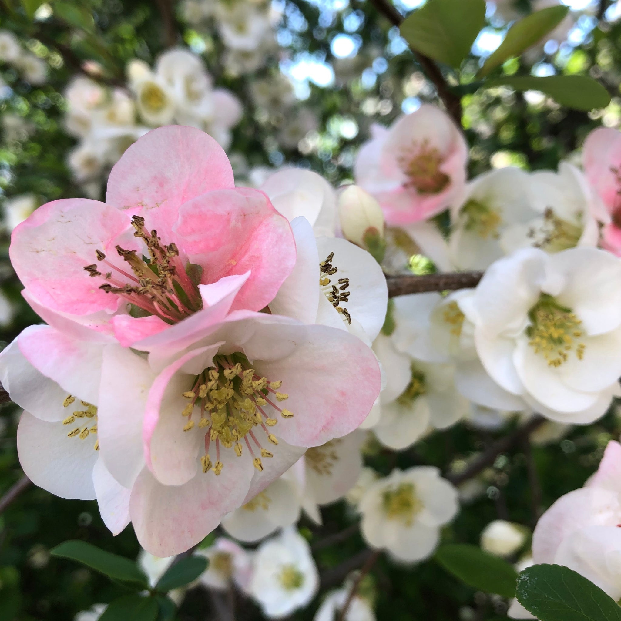 25 Japanese Flowering Cherry Blossom Tree Seeds