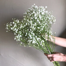 Load image into Gallery viewer, Baby&#39;s Breath (Gypsophila) Flower Seeds
