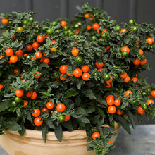 Load image into Gallery viewer, Jerusalem Cherry (Winter Cherry) Ornamental Groundcover Plant Seeds
