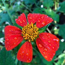 Load image into Gallery viewer, Tithonia Mexican Torch Sunflower Seeds
