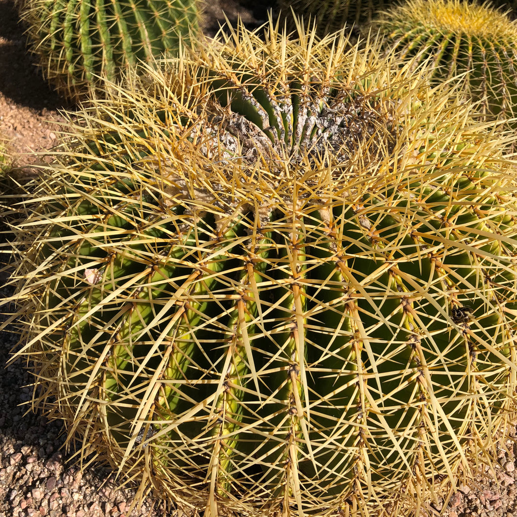 Golden Barrel Cactus Seeds