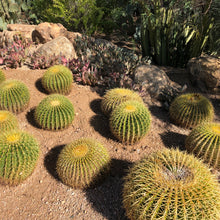Load image into Gallery viewer, Golden Barrel Cactus Seeds
