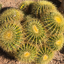Load image into Gallery viewer, Golden Barrel Cactus Seeds
