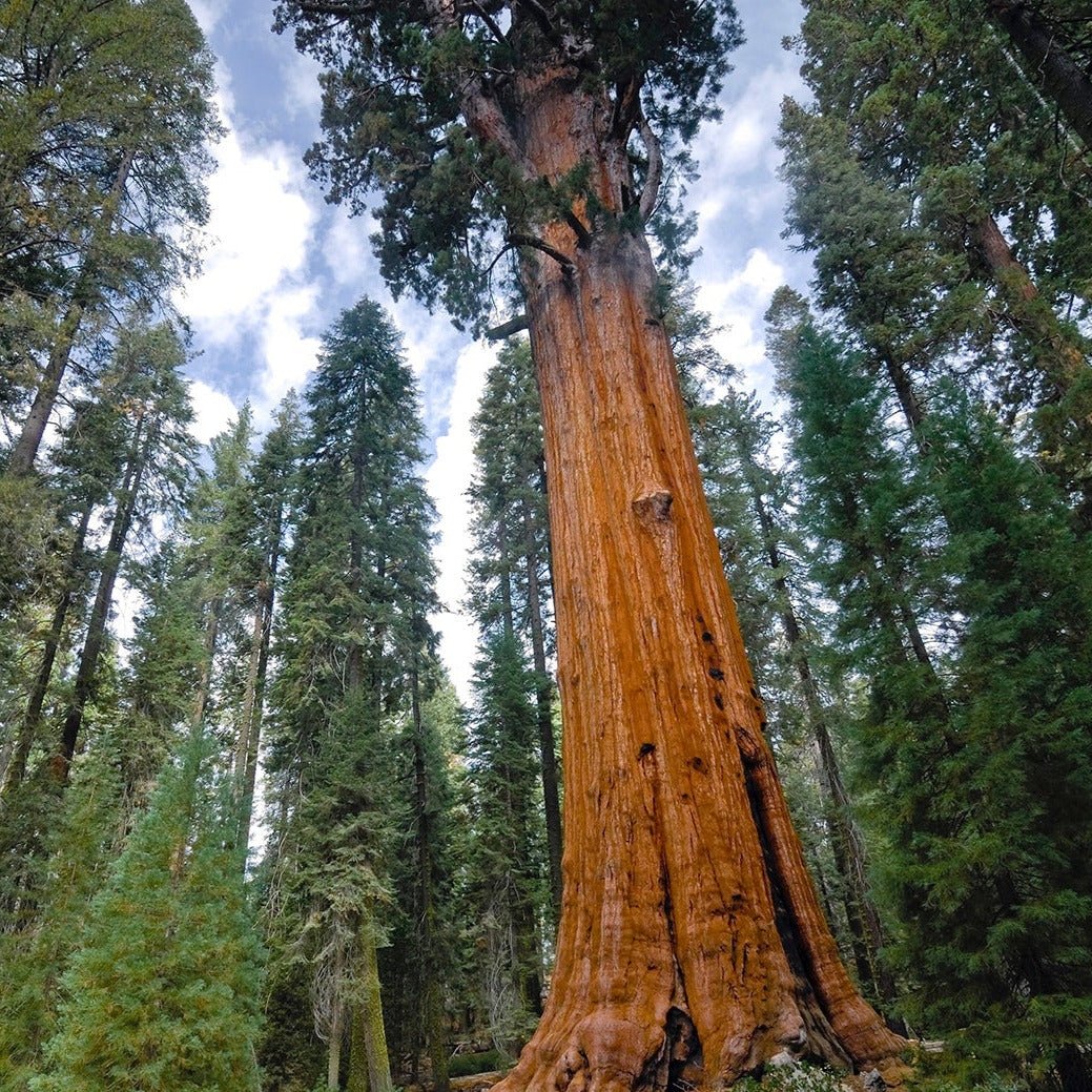 Giant Sequoia Redwood Tree Seeds – SEEDTOPIA