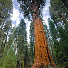 Load image into Gallery viewer, Giant Sequoia Redwood Tree Seeds
