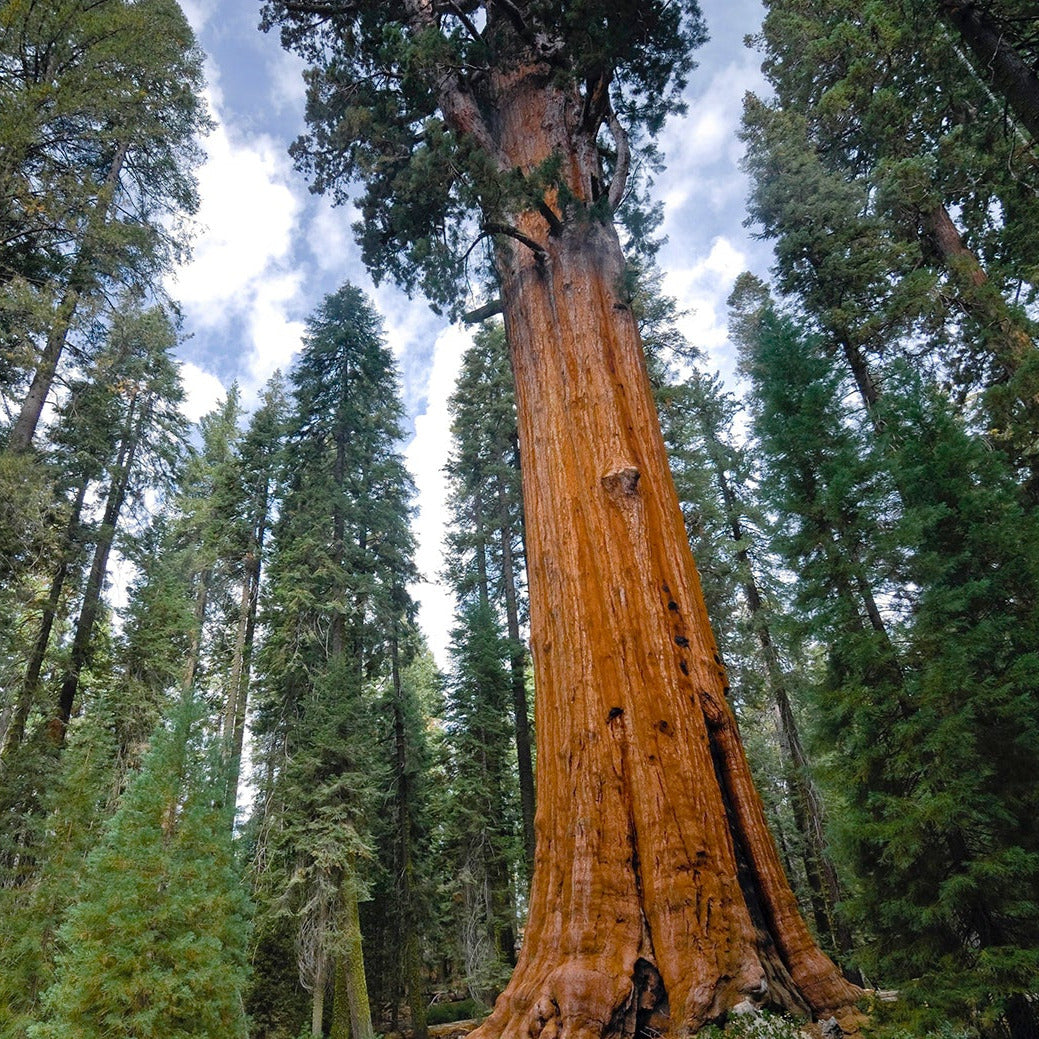 Giant Sequoia Redwood Tree Seeds